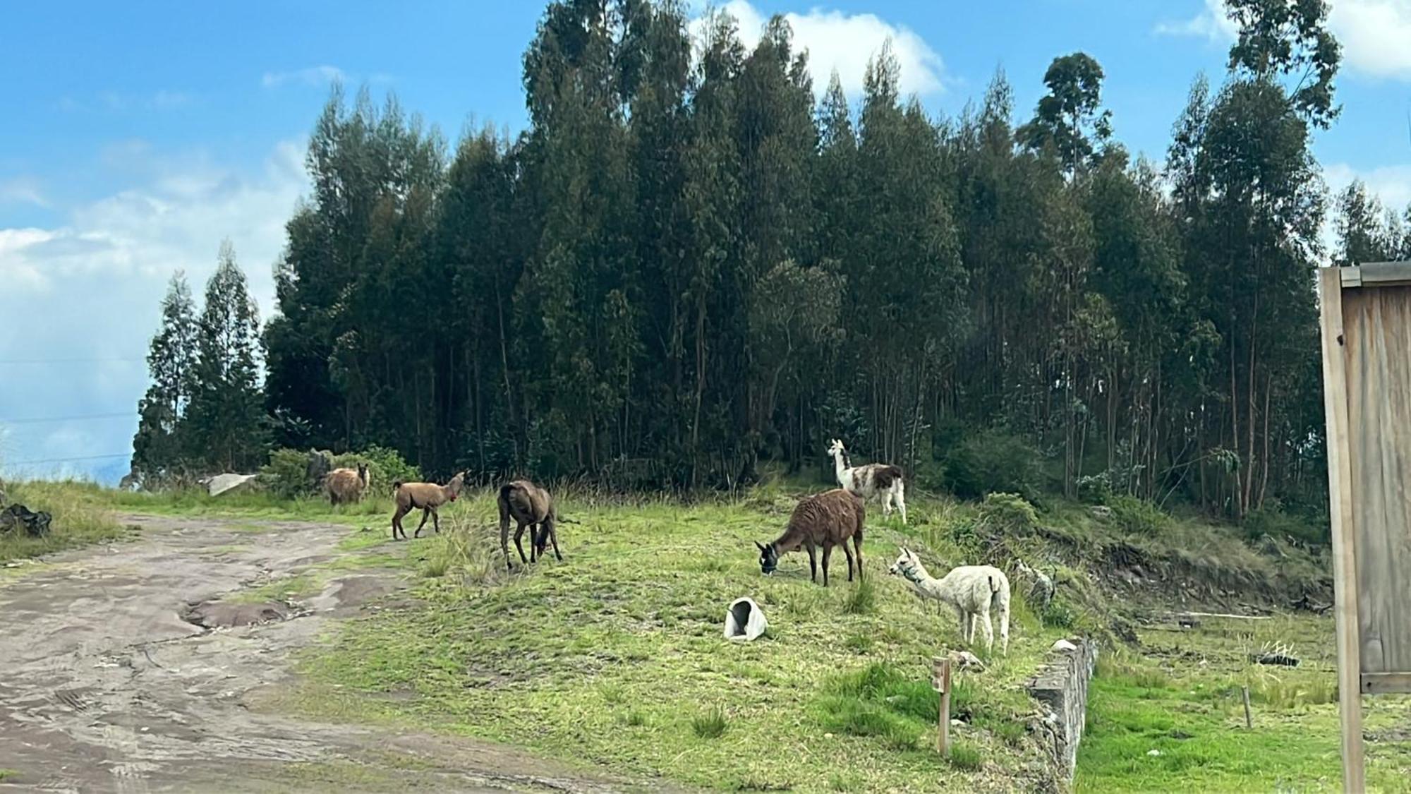 Steingarten, Hermosa Y Amoblada. Riobamba